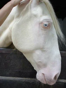 Bizarre Creatures of the Deep and Wild Beyond Human Imagination - image 18