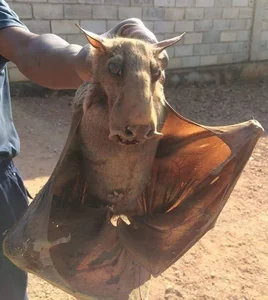 Bizarre Creatures of the Deep and Wild Beyond Human Imagination - image 12