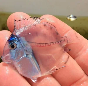 Bizarre Creatures of the Deep and Wild Beyond Human Imagination - image 4