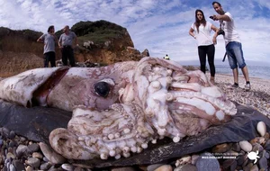 Bizarre Creatures of the Deep and Wild Beyond Human Imagination - image 19