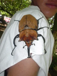 Bizarre Creatures of the Deep and Wild Beyond Human Imagination - image 2