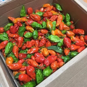 Wild Fence Peppers: How an Overlooked Plant Became a High-Value Specialty - image 4