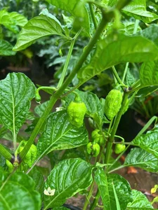 Wild Fence Peppers: How an Overlooked Plant Became a High-Value Specialty - image 6