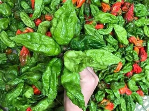 Wild Fence Peppers: How an Overlooked Plant Became a High-Value Specialty - image 8