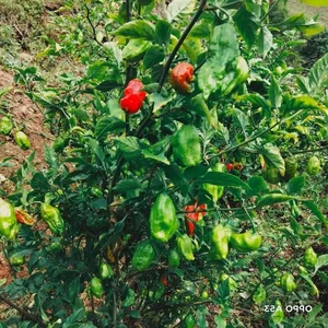 Wild Fence Peppers: How an Overlooked Plant Became a High-Value Specialty - image 2