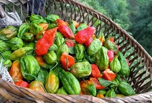 Wild Fence Peppers: How an Overlooked Plant Became a High-Value Specialty - image 9