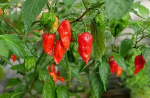 Wild Fence Peppers: How an Overlooked Plant Became a High-Value Specialty - image 1