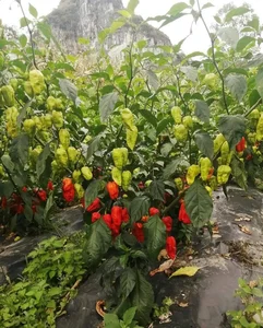 Wild Fence Peppers: How an Overlooked Plant Became a High-Value Specialty - image 0