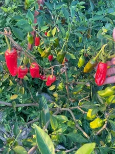 Wild Fence Peppers: How an Overlooked Plant Became a High-Value Specialty - image 3