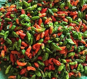 Wild Fence Peppers: How an Overlooked Plant Became a High-Value Specialty - image 5