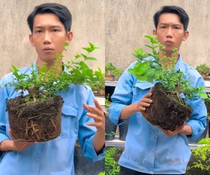 Dong Thap Artisan Turns Roadside Wild Plants Into Stunning Mini Bonsais - image 3