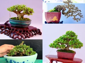 Dong Thap Artisan Turns Roadside Wild Plants Into Stunning Mini Bonsais - image 4