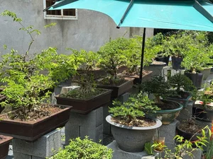 Dong Thap Artisan Turns Roadside Wild Plants Into Stunning Mini Bonsais - image 1