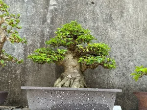 Dong Thap Artisan Turns Roadside Wild Plants Into Stunning Mini Bonsais - image 0