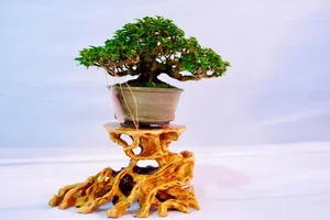 Dong Thap Artisan Turns Roadside Wild Plants Into Stunning Mini Bonsais - image 2
