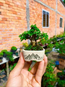 Dong Thap Artisan Turns Roadside Wild Plants Into Stunning Mini Bonsais - image 5
