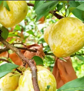 Why Consumers Are Rushing to Buy $18/kg Chinese Plums - image 3