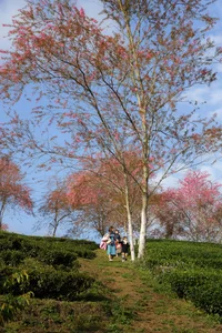 Experience the Breathtaking Cherry Blossoms Blooming in Sa Pa Vietnam - image 9