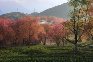 Experience the Breathtaking Cherry Blossoms Blooming in Sa Pa Vietnam - image 6