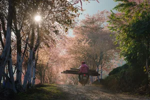 Experience the Breathtaking Cherry Blossoms Blooming in Sa Pa Vietnam - image 3