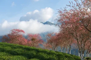 Experience the Breathtaking Cherry Blossoms Blooming in Sa Pa Vietnam - image 5
