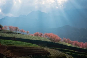 Experience the Breathtaking Cherry Blossoms Blooming in Sa Pa Vietnam - image 2