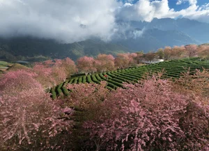 Experience the Breathtaking Cherry Blossoms Blooming in Sa Pa Vietnam - image 7