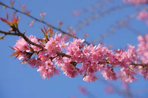 Experience the Breathtaking Cherry Blossoms Blooming in Sa Pa Vietnam - image 8
