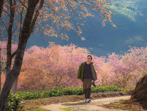 Experience the Breathtaking Cherry Blossoms Blooming in Sa Pa Vietnam - image 4