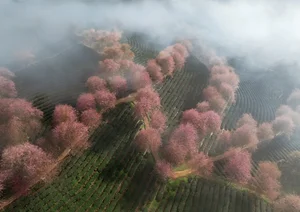 Experience the Breathtaking Cherry Blossoms Blooming in Sa Pa Vietnam - image 0
