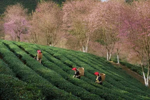 Experience the Breathtaking Cherry Blossoms Blooming in Sa Pa Vietnam - image 1