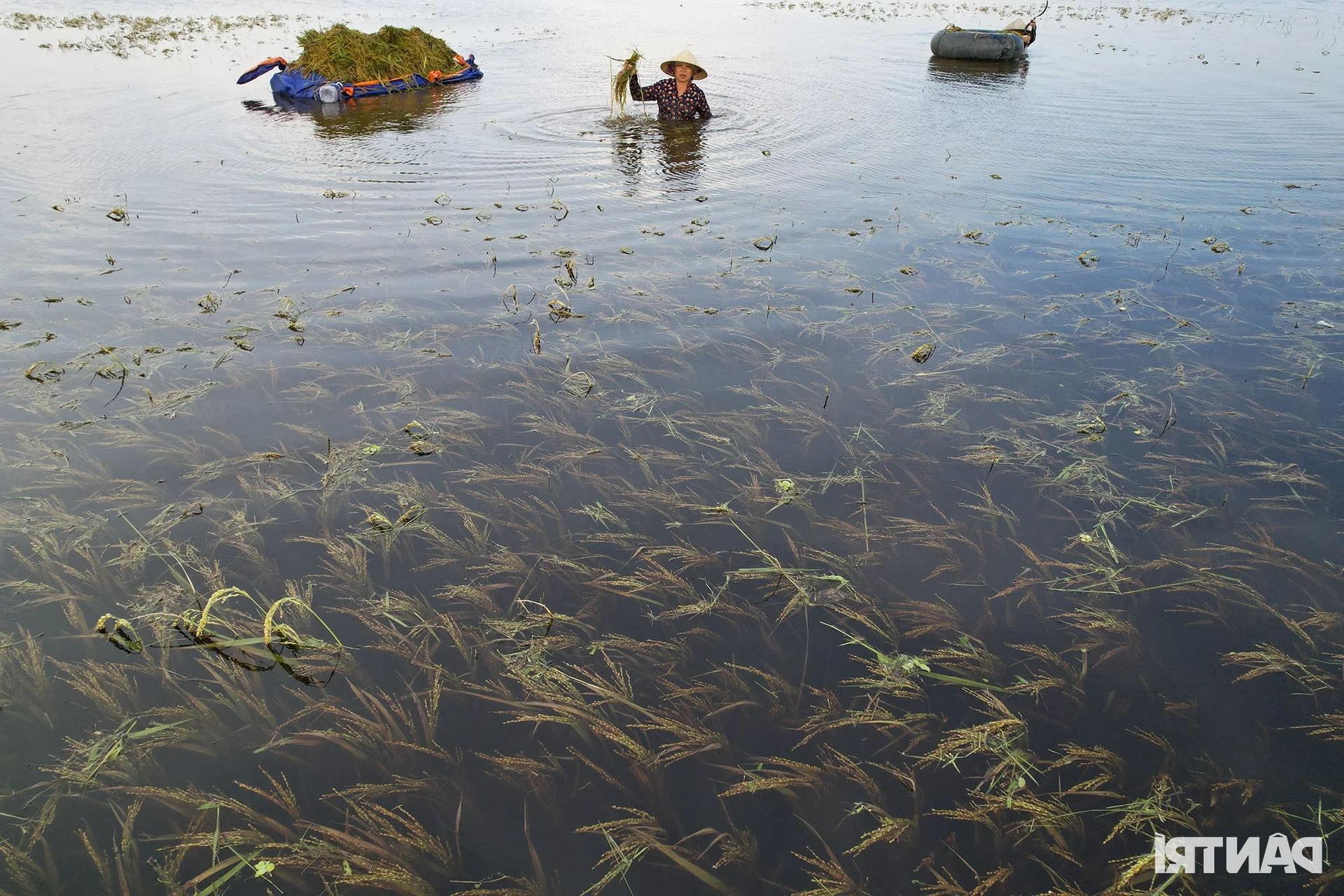 Hanoi Outskirt Rice Fields Submerged: Farmers Face Devastating Crop Loss Risks