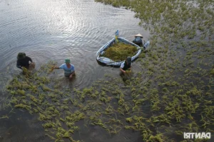 Hanoi Outskirt Rice Fields Submerged: Farmers Face Devastating Crop Loss Risks - image 7