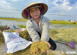 Hanoi Outskirt Rice Fields Submerged: Farmers Face Devastating Crop Loss Risks - image 9