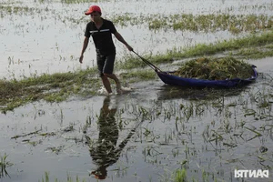 Hanoi Outskirt Rice Fields Submerged: Farmers Face Devastating Crop Loss Risks - image 10