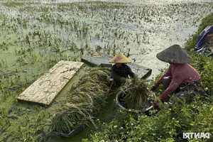 Hanoi Outskirt Rice Fields Submerged: Farmers Face Devastating Crop Loss Risks - image 4