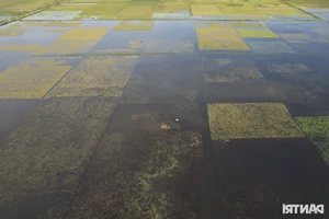 Hanoi Outskirt Rice Fields Submerged: Farmers Face Devastating Crop Loss Risks - image 5