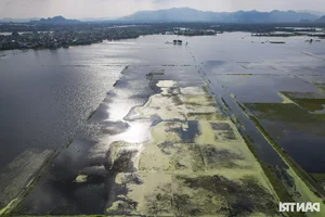 Hanoi Outskirt Rice Fields Submerged: Farmers Face Devastating Crop Loss Risks - image 3