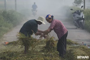 Hanoi Outskirt Rice Fields Submerged: Farmers Face Devastating Crop Loss Risks - image 2