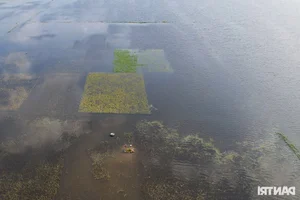 Hanoi Outskirt Rice Fields Submerged: Farmers Face Devastating Crop Loss Risks - image 6