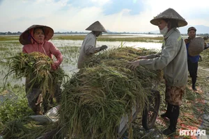 Hanoi Outskirt Rice Fields Submerged: Farmers Face Devastating Crop Loss Risks - image 11