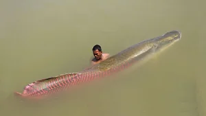 Unveiling the Amazon's Largest Freshwater Monster: A Photographic Journey - image 2