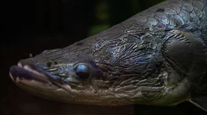 Unveiling the Amazon's Largest Freshwater Monster: A Photographic Journey - image 3