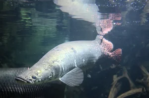 Unveiling the Amazon's Largest Freshwater Monster: A Photographic Journey - image 1