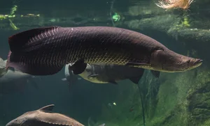 Unveiling the Amazon's Largest Freshwater Monster: A Photographic Journey - image 0