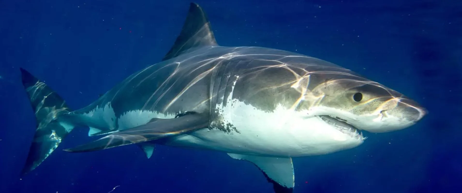 The Mystery of the White Shark Cafe in the Pacific Ocean
