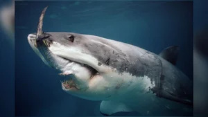 The Mystery of the White Shark Cafe in the Pacific Ocean - image 1