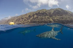 The Mystery of the White Shark Cafe in the Pacific Ocean - image 6