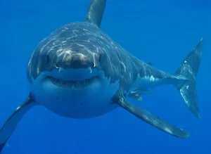 The Mystery of the White Shark Cafe in the Pacific Ocean - image 7
