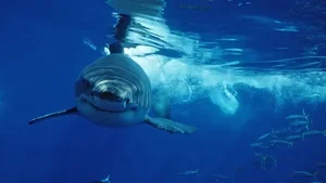 The Mystery of the White Shark Cafe in the Pacific Ocean - image 8